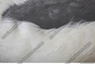 animal skin feathers seagull 0005